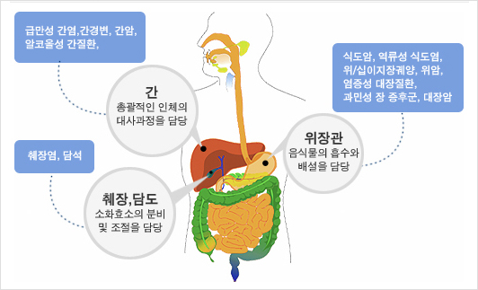 소화기내과 영역 및 관련질환