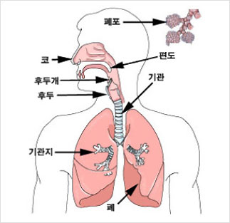 호흡기관